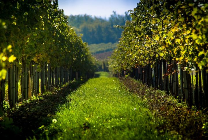 Vendemmia 2026 in Campania: il valore di un territorio che continua a sorprendere